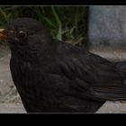 Blackbird 02