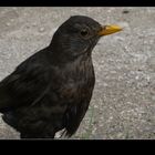 Blackbird 03