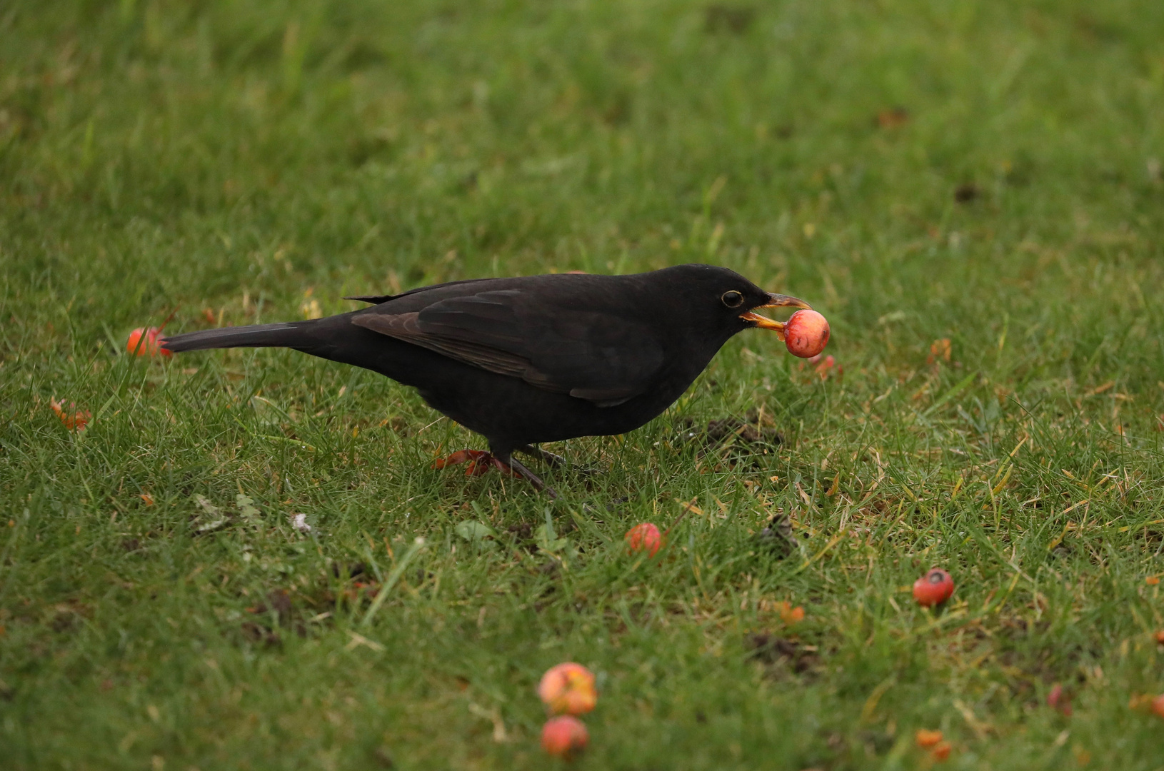 Blackbird