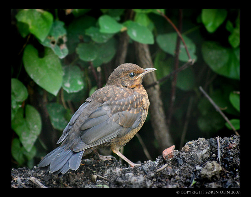 Blackbird