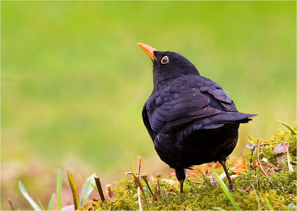 ~ Blackbird ~