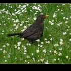 Blackbird