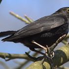 BlackBird