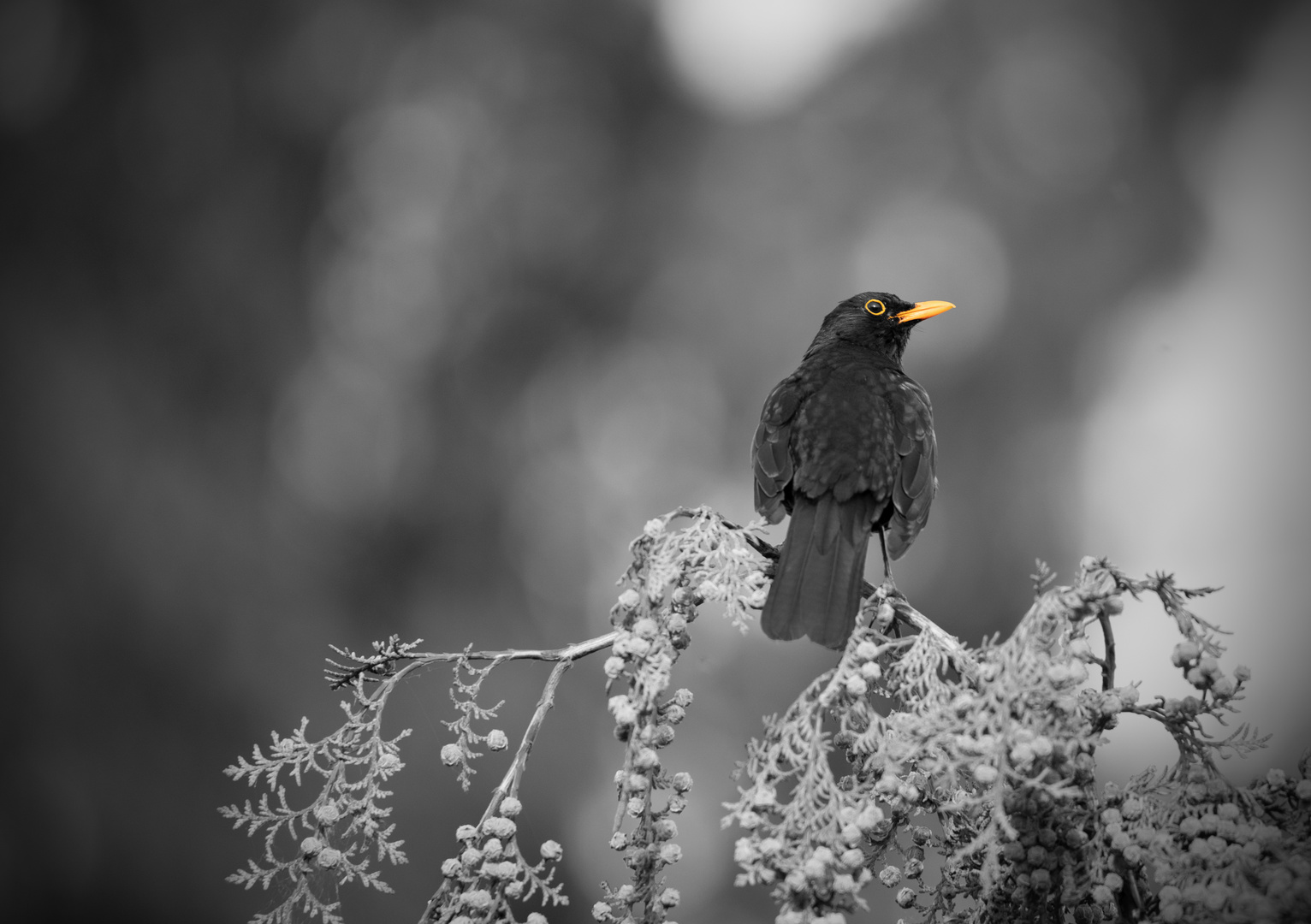 blackbird Foto & Bild tiere, natur Bilder auf