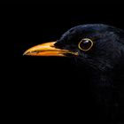 Blackbird