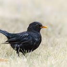 blackbird