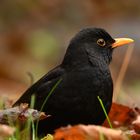 Blackbird