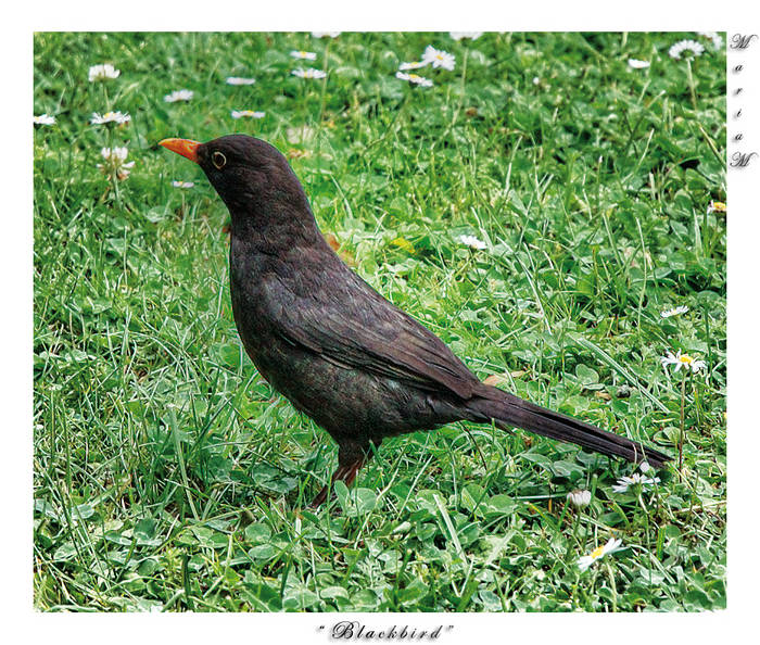 " Blackbird "