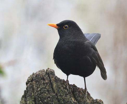 blackbird - Amsel oder Schwarzdrossel