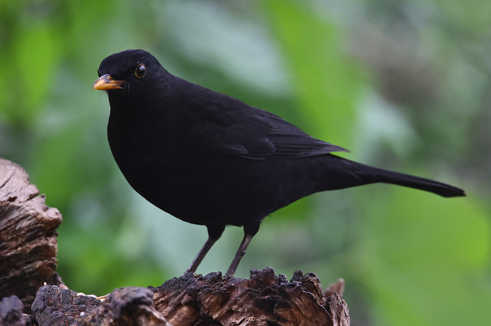 Blackbird ~ Amsel ~ Turdus merula