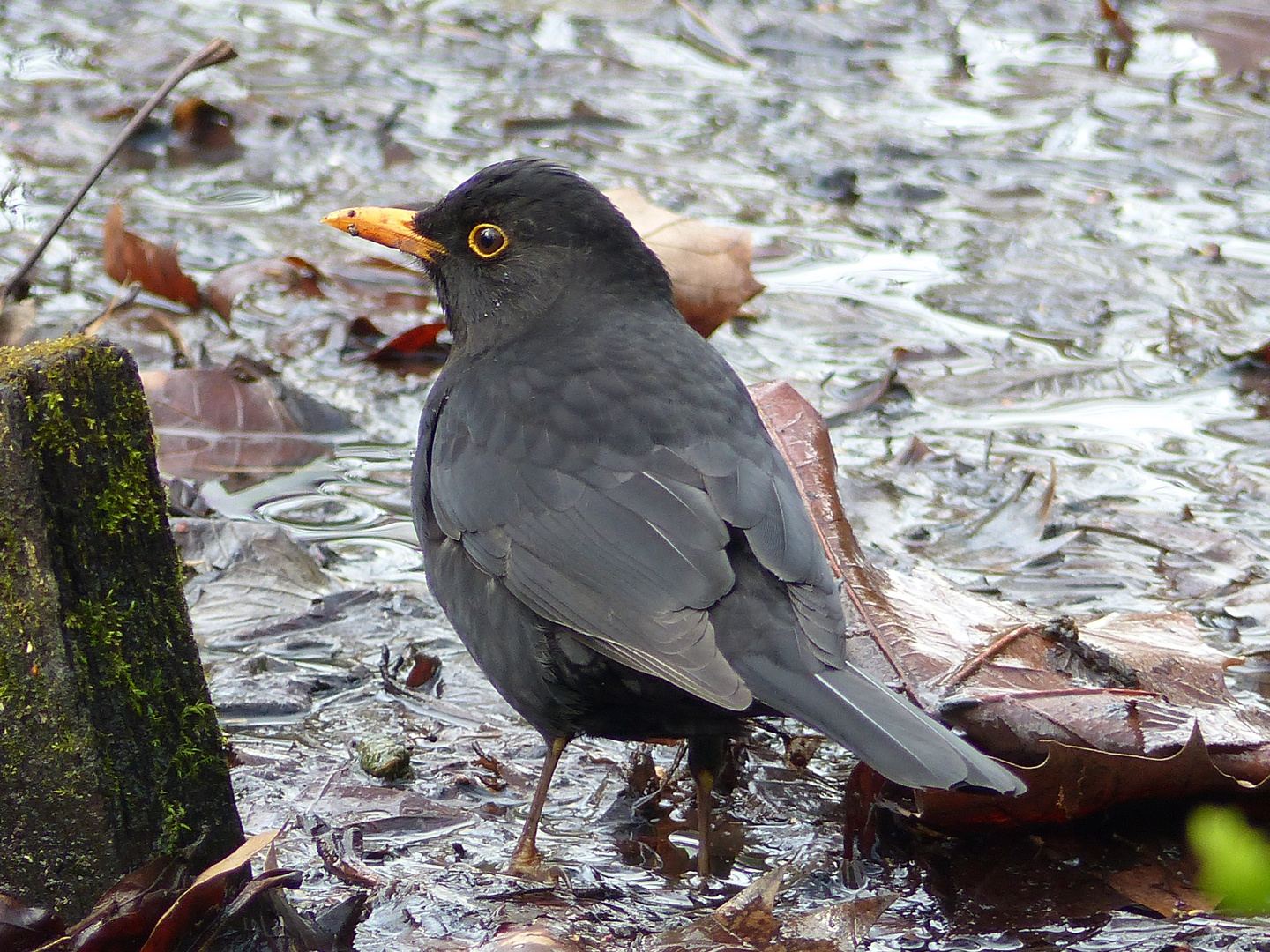 Blackbird Foto & Bild tiere, wildlife, wild lebende vögel Bilder