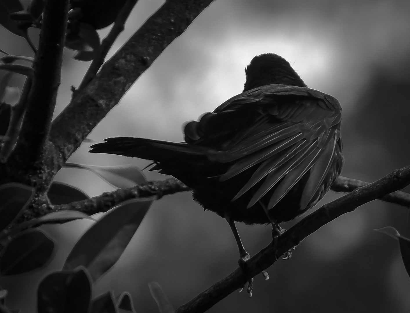 Blackbird in Black and White