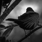 Blackbird in Black and White