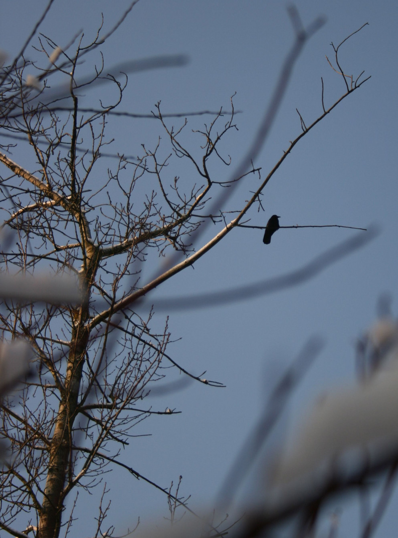 Blackbird in blue sky