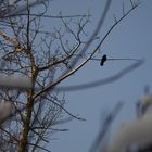 Blackbird in blue sky