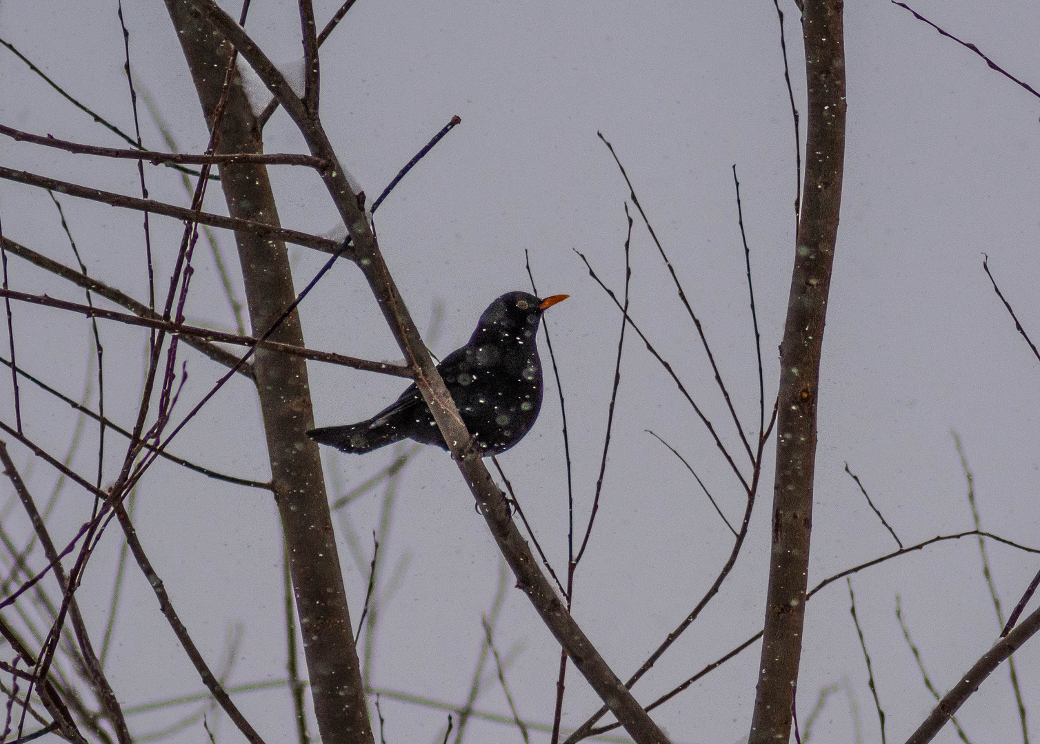 Blackbird in the white snow