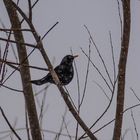 Blackbird in the white snow