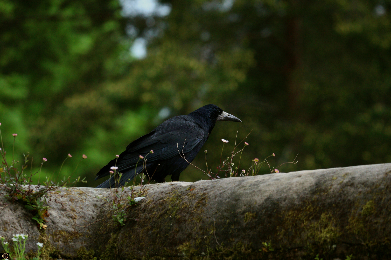 Blackbird Irland