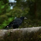 Blackbird Irland