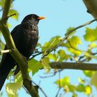 Blackbird (male)