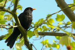 Blackbird (male)