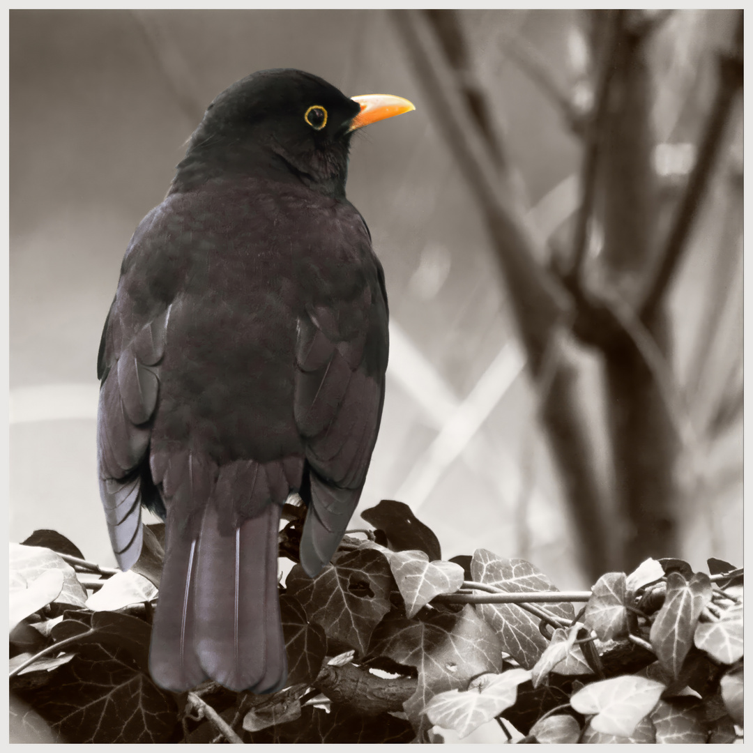 Blackbird on the lookout for a bride