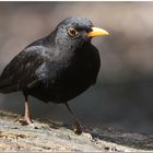 Blackbird singing...