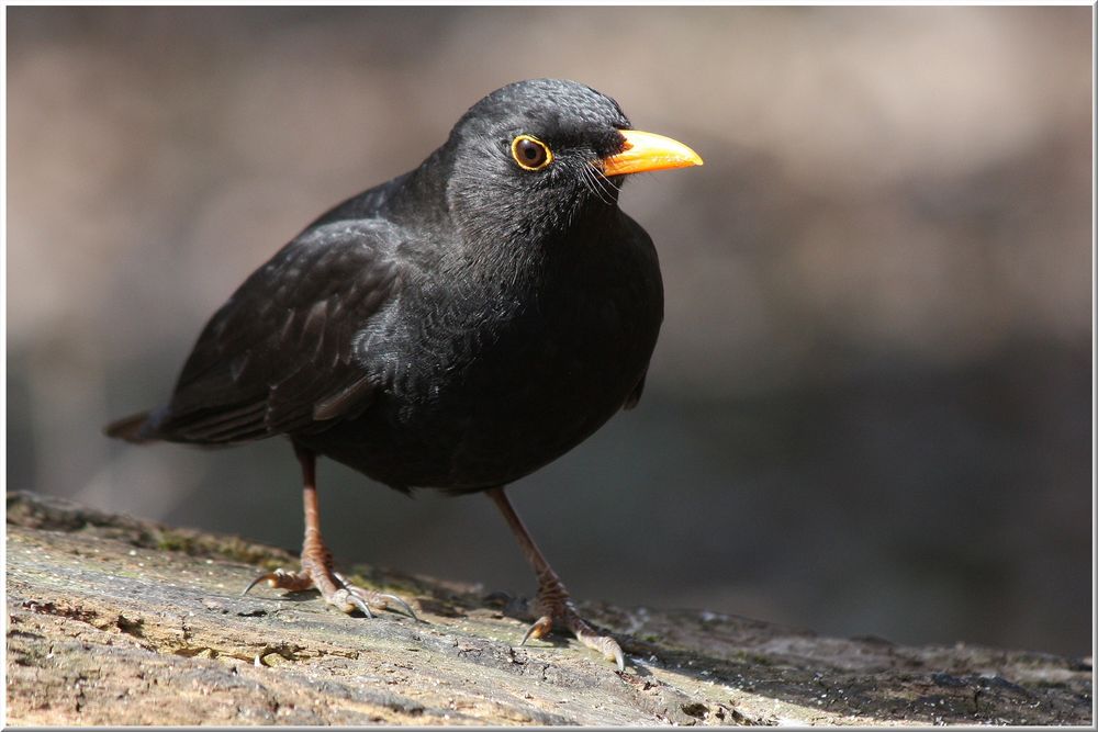 Blackbird singing...