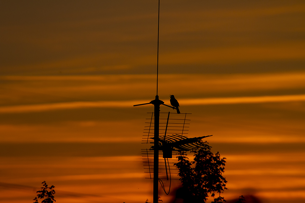 Blackbird singing in the death of day ....