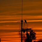 Blackbird singing in the death of day ....