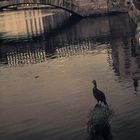 Blackbirds & Lee river in Cork-ie-