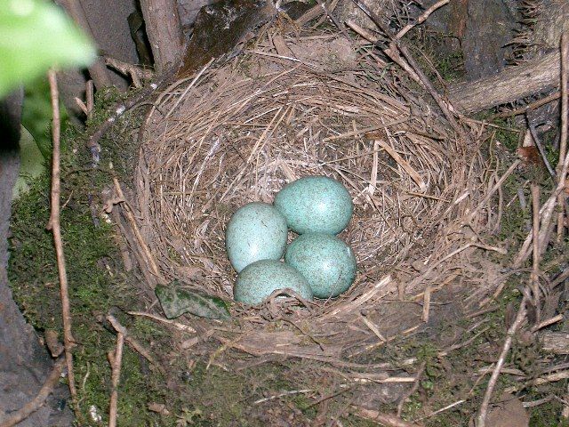 Blackbirds nest...