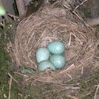 Blackbirds nest...