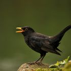 Blackbirds Song