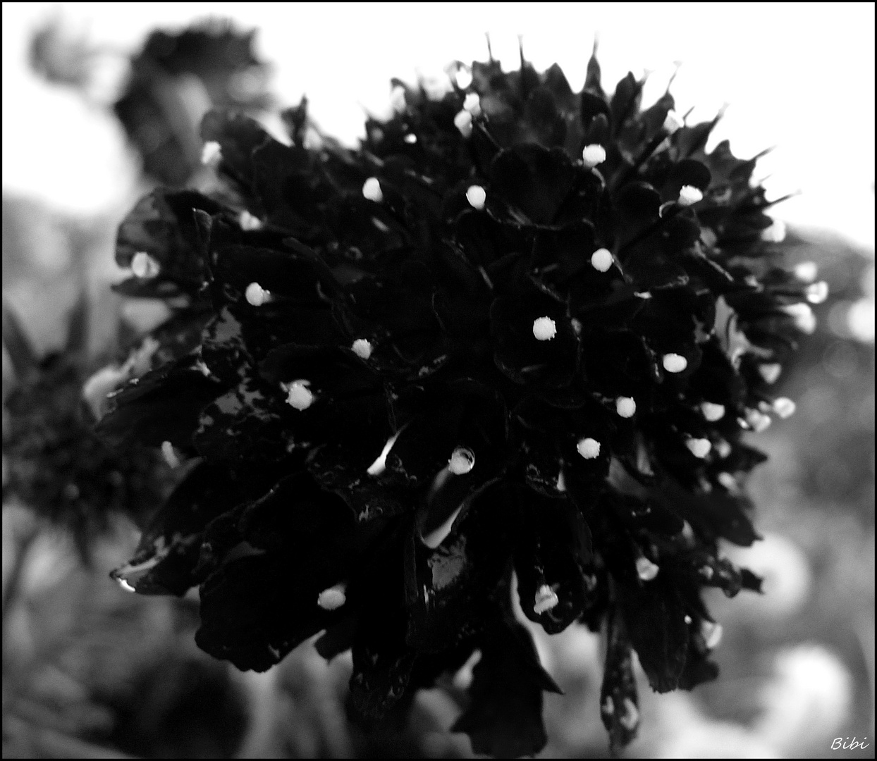 °BlAcKbLaCk°FlOwErfLoWeR°