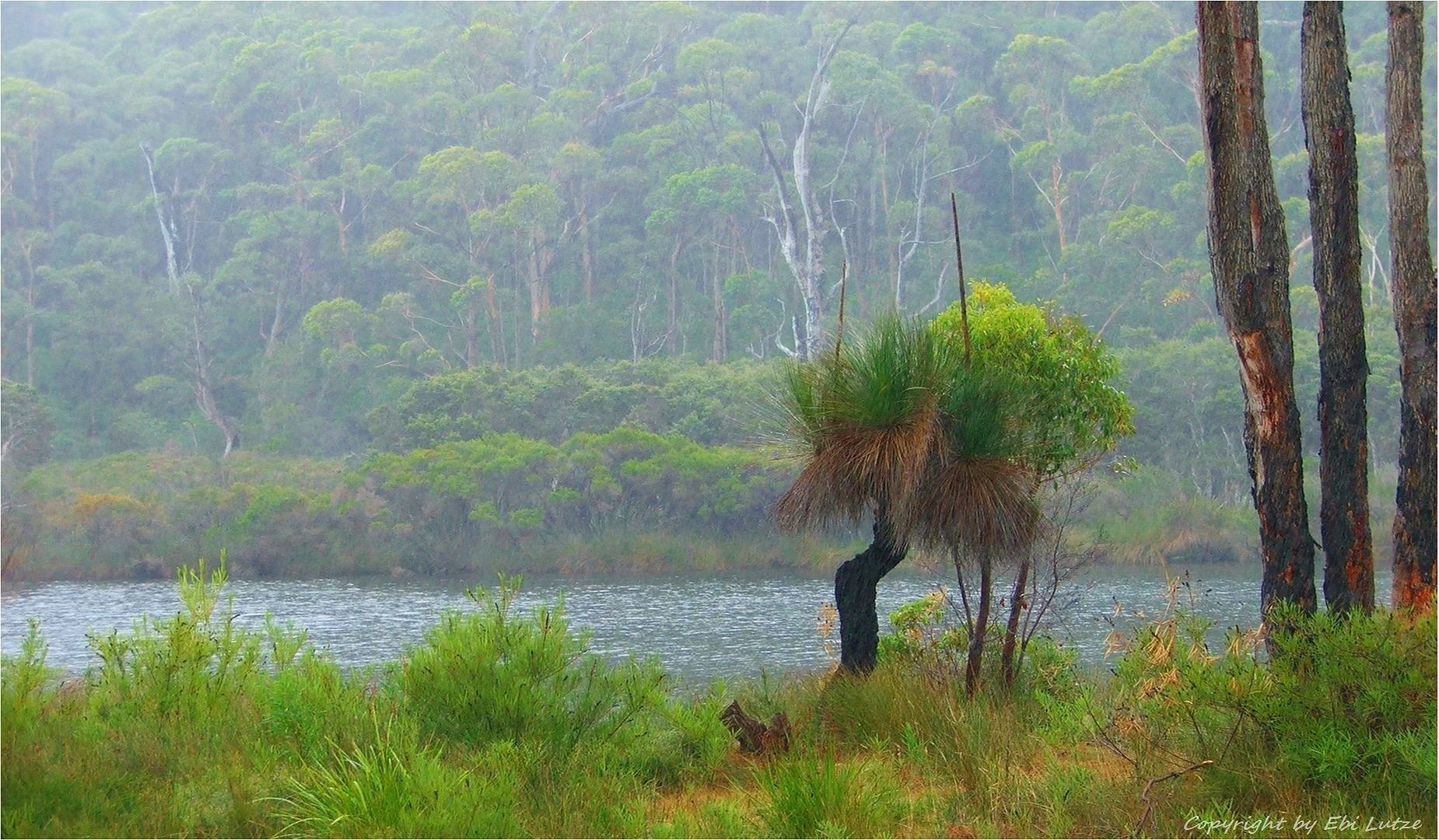 * Blackboy at the Black Wood River / WA *