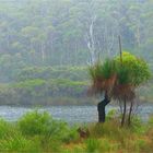 * Blackboy at the Black Wood River / WA *