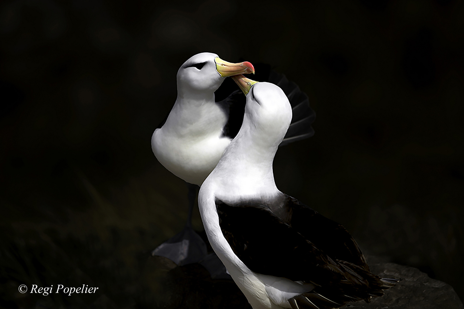 Blackbrowed Albatros 