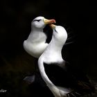 Blackbrowed Albatros 