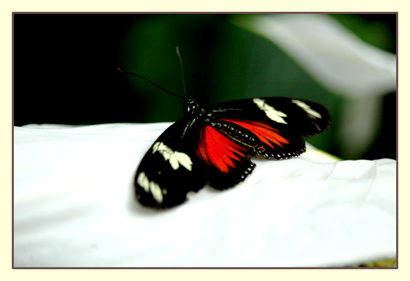 black_butterfly