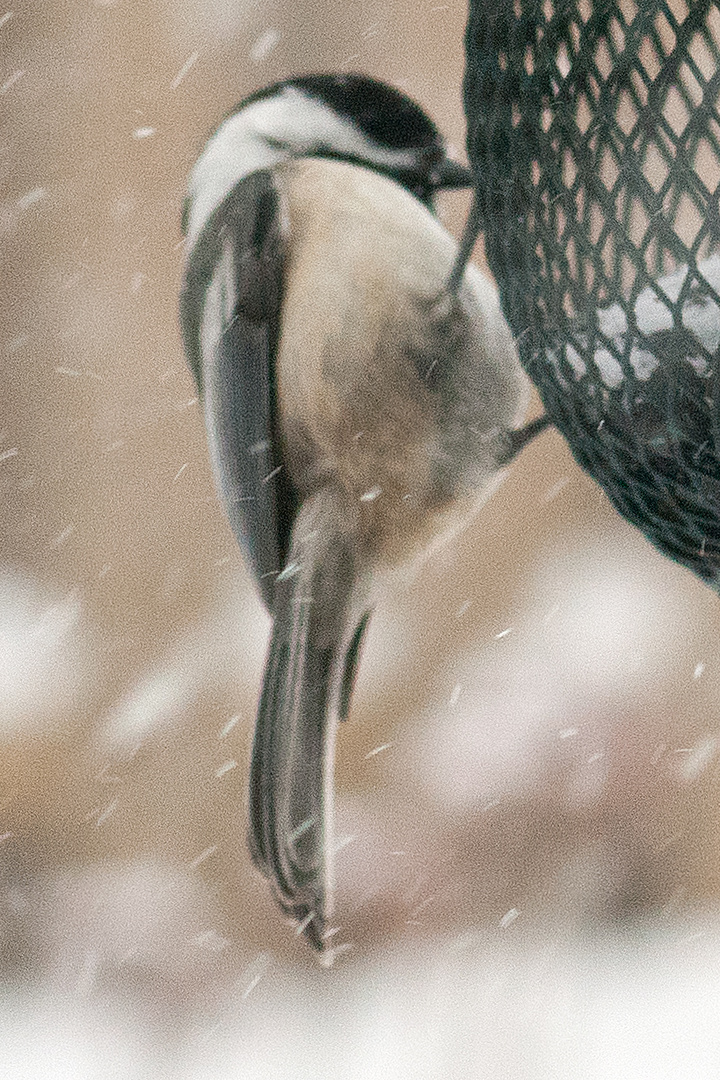 Blackcap Chickadee Weathering The Storm