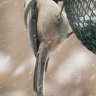 Blackcap Chickadee Weathering The Storm