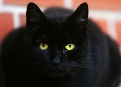 BlackCatYellowEyes