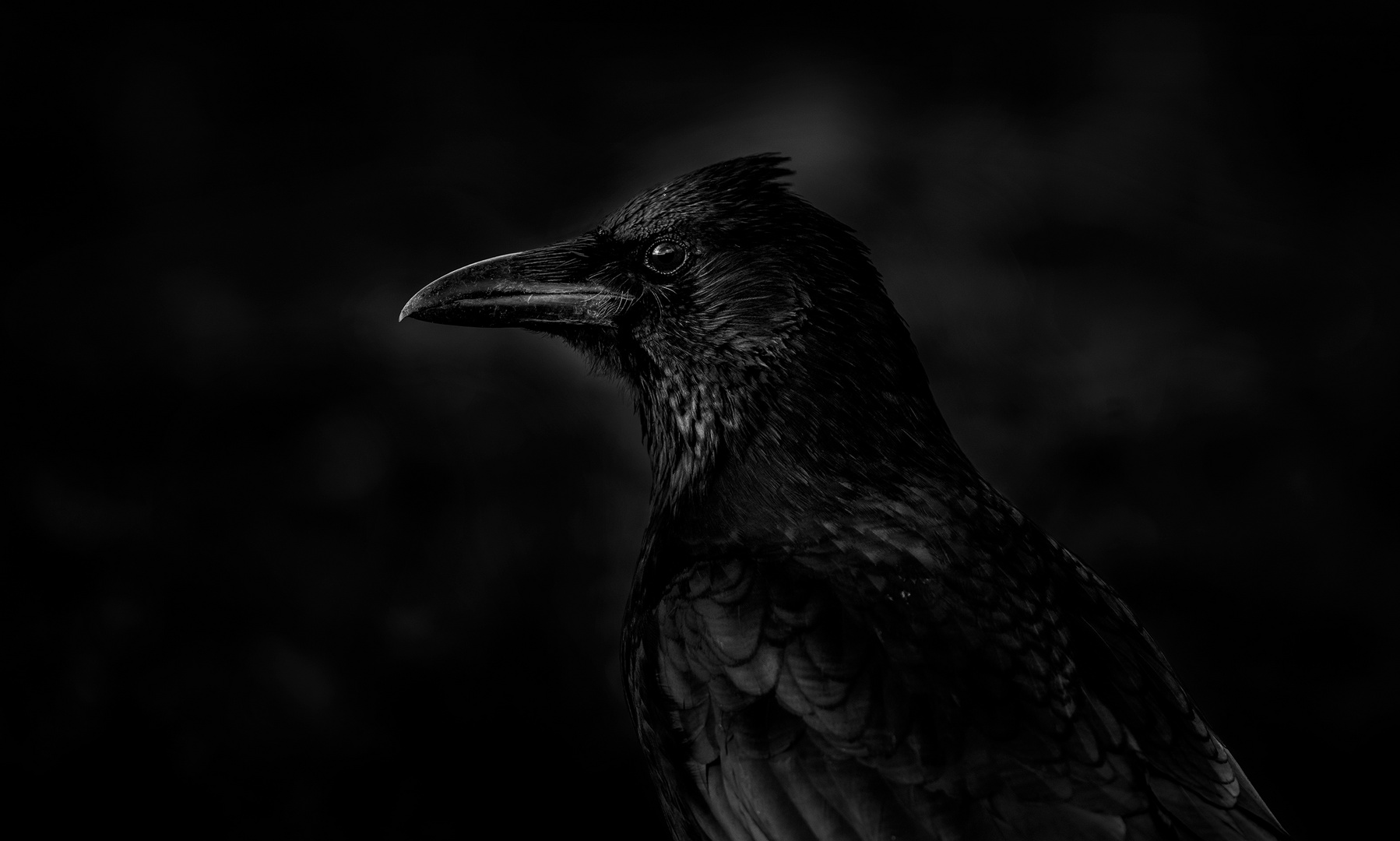 blaCkcrOw