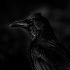 blaCkcrOw