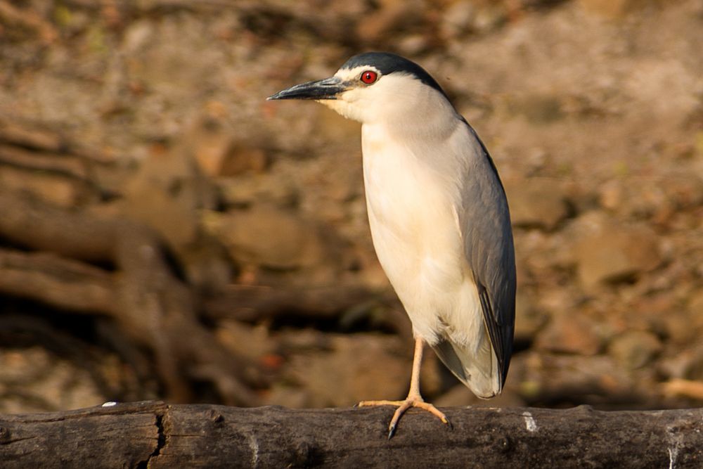 Blackcrowned Night Heron