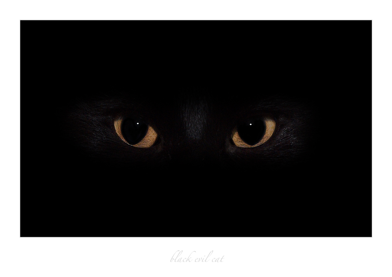 .: blackevilcat :.