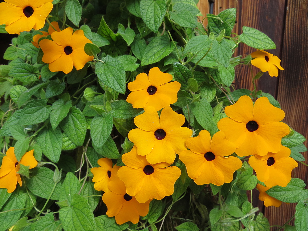 Blackeyed Susan