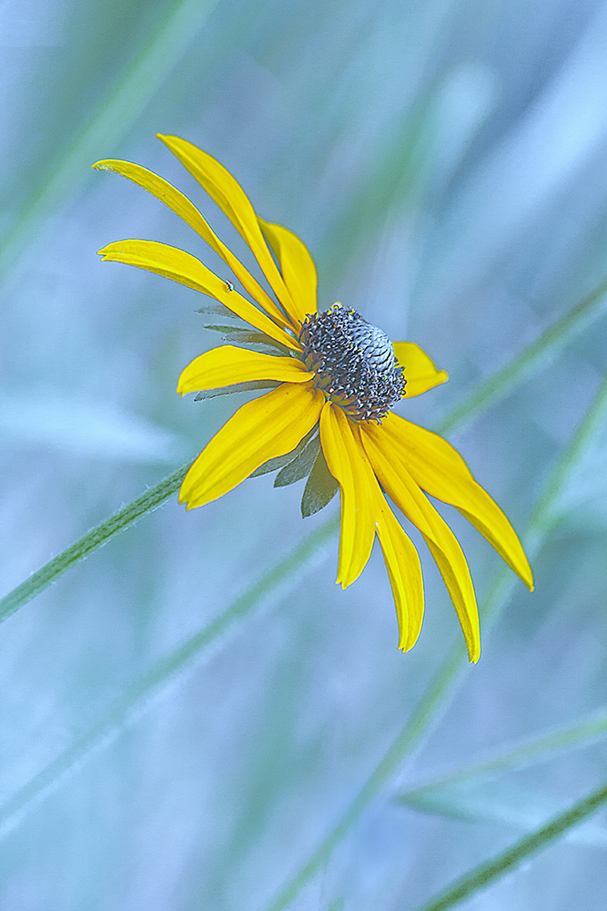 Blackeyed Susan