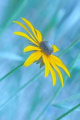 Blackeyed Susan